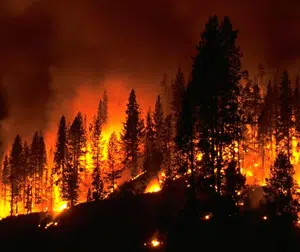 Wildfires