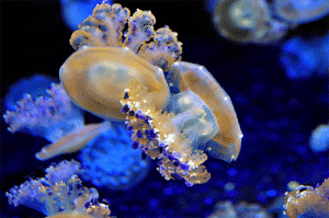 Monterey Bay Aquarium Jelly Fish